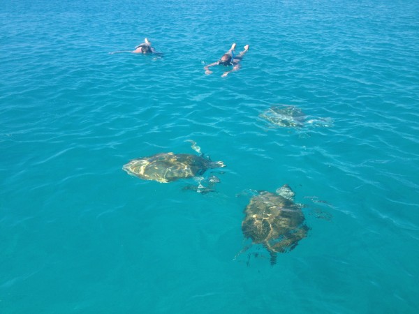 Swimming with turtles Barbados