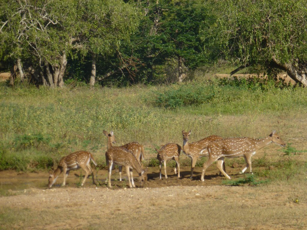 Leopard Safaris Yala National Park Sri Lanka