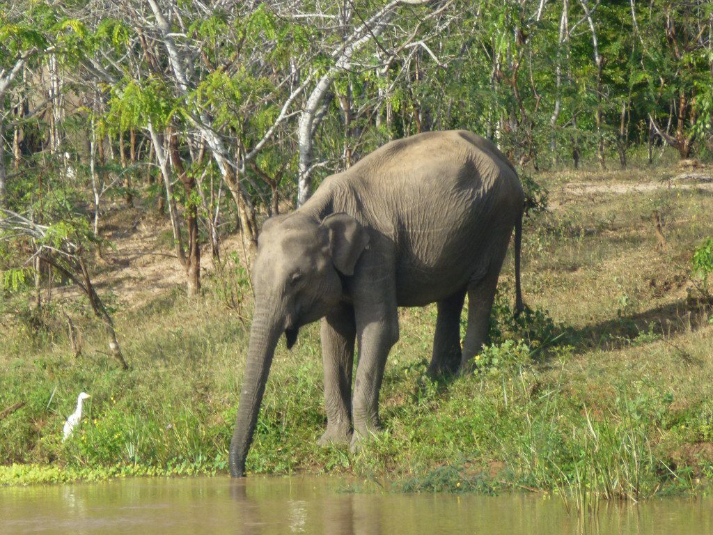 Leopard Safaris Yala National Park Sri Lanka