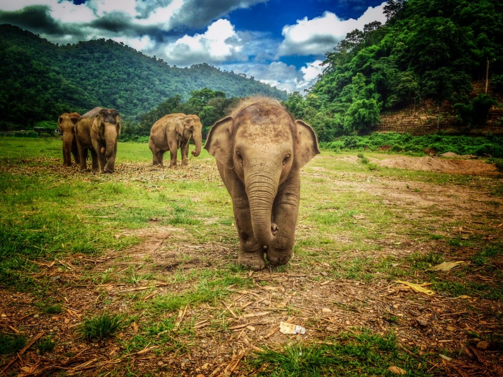 Elephant Nature Park by Diana Edelman