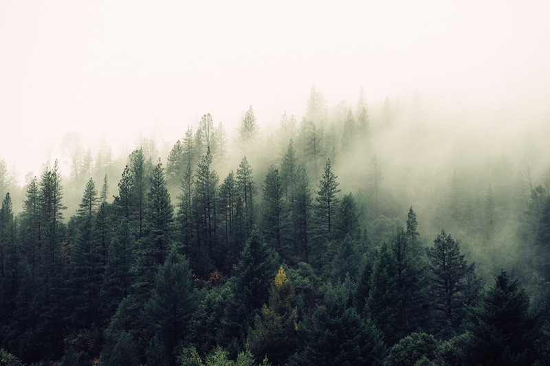 forest image by Unsplash