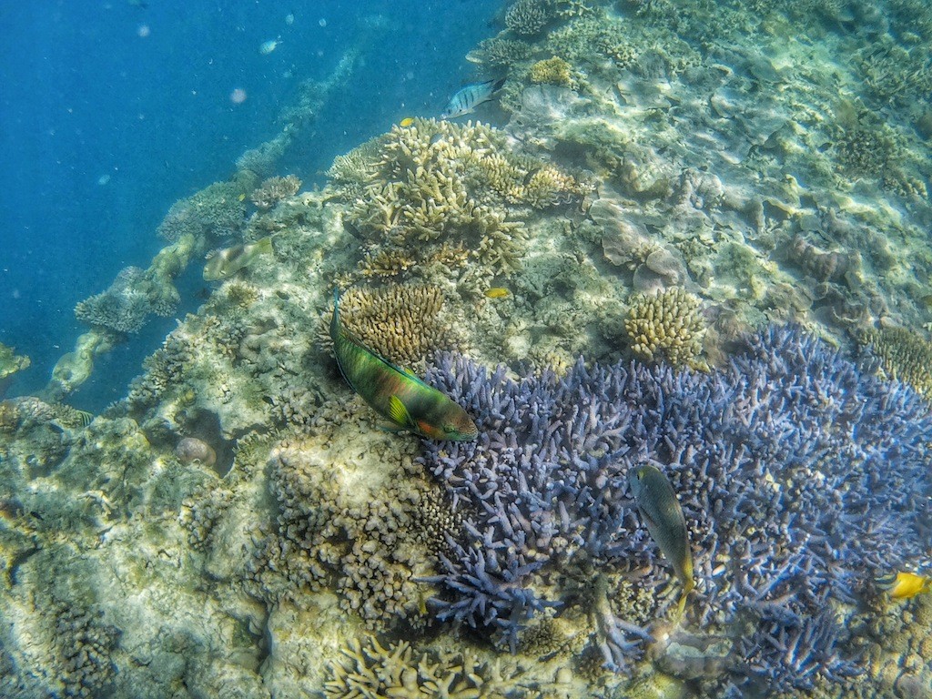 Parrot fish at The Great Barrier Reef