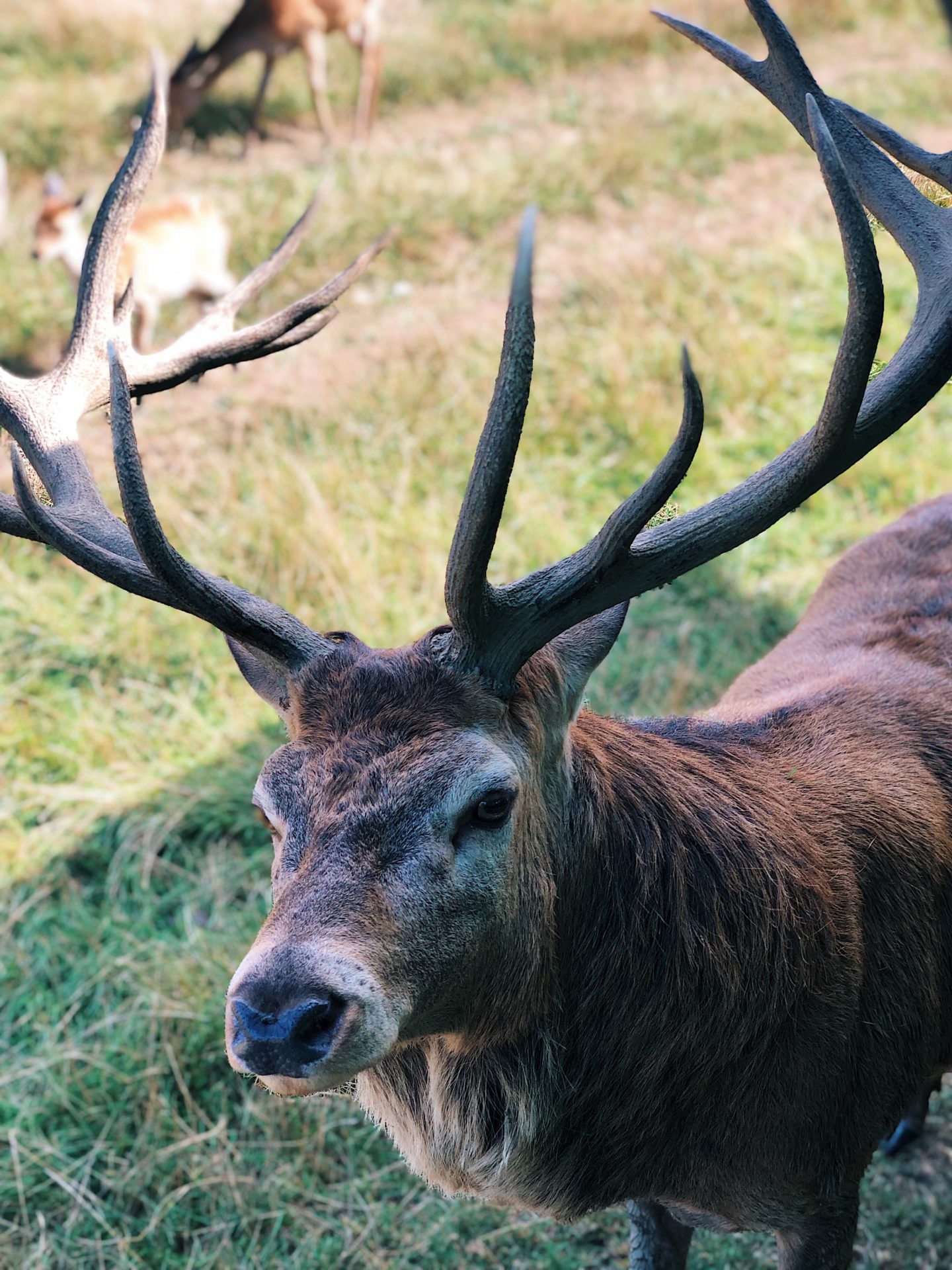 Bucklebury Farm and Deer Park - Best days out in Berkshire