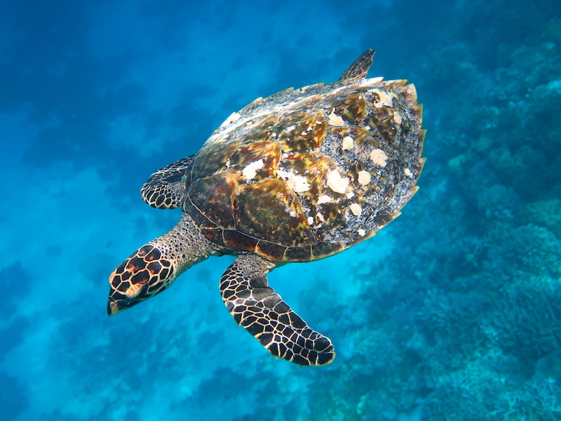 The sea turtle we swum with was identified as Nikola J