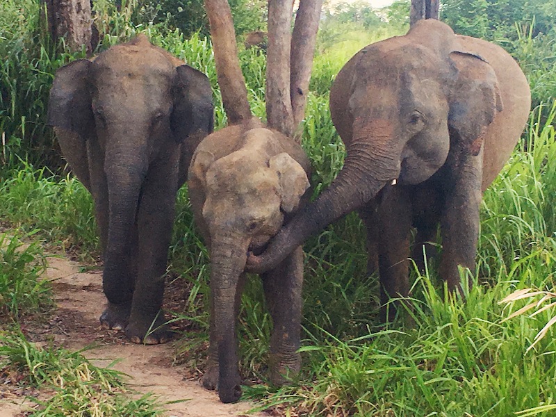 Meeting the locals on elephant safari