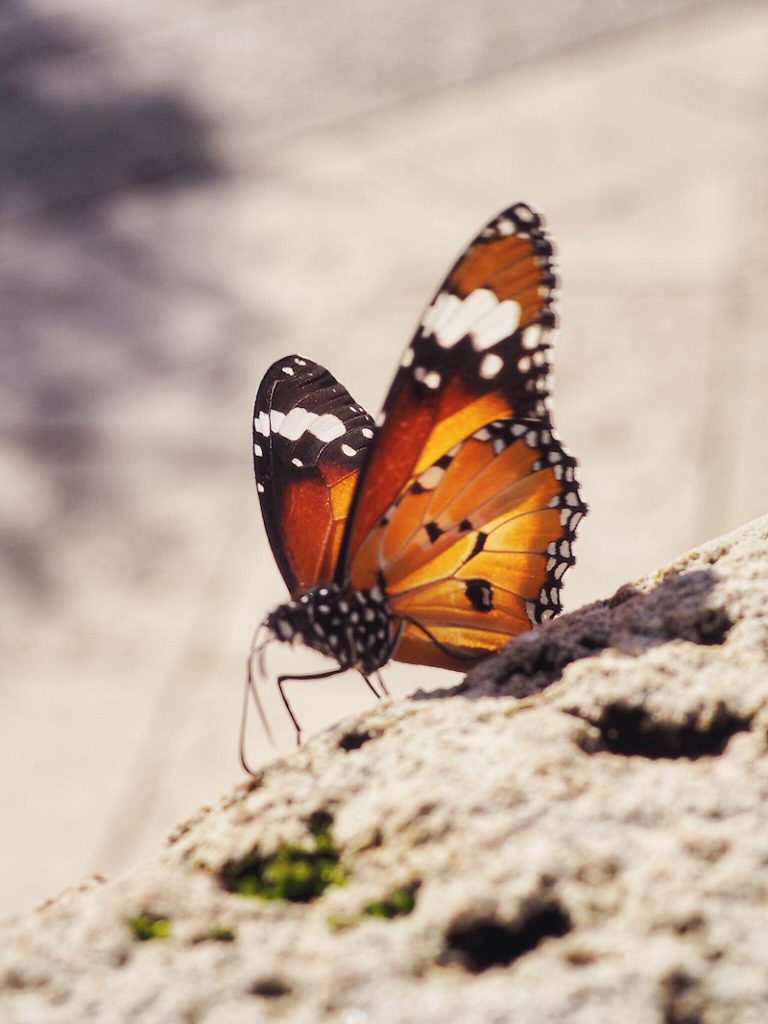 Butterfly on Rottnest Island