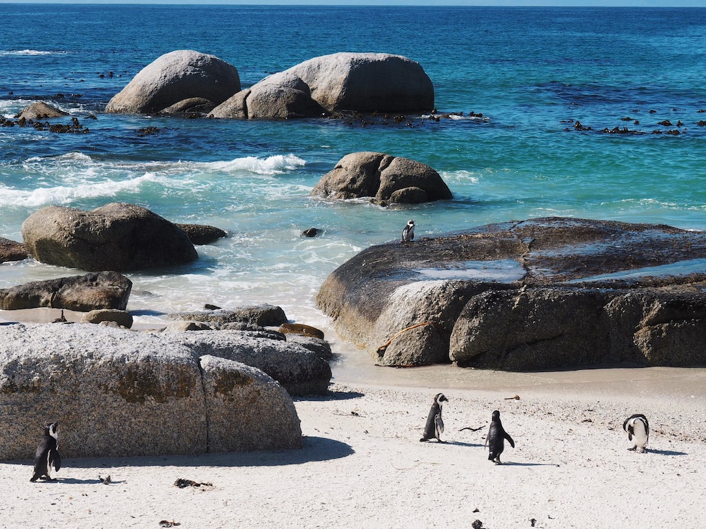 10 Cool Things To Do In Cape Town - Girl Tweets World
