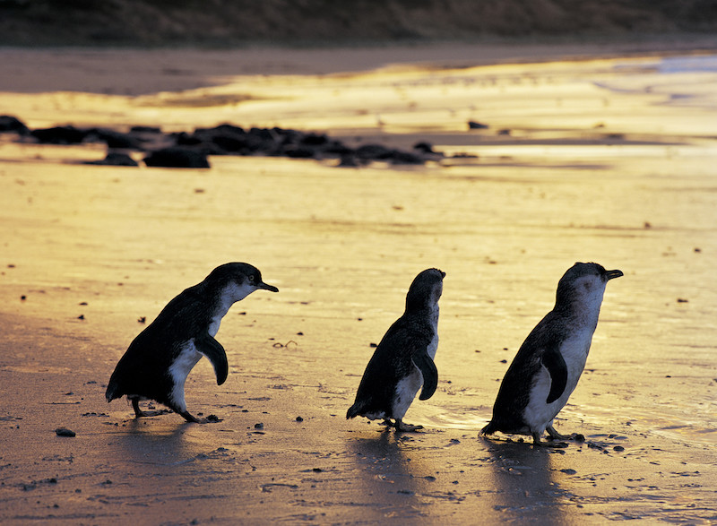 Is It Worth Visiting Phiilip Island Penguin Parade Near Melbourne?