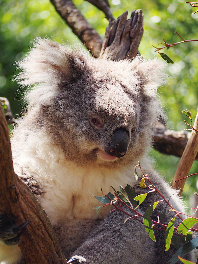 Koala conservation centre Phillip Island